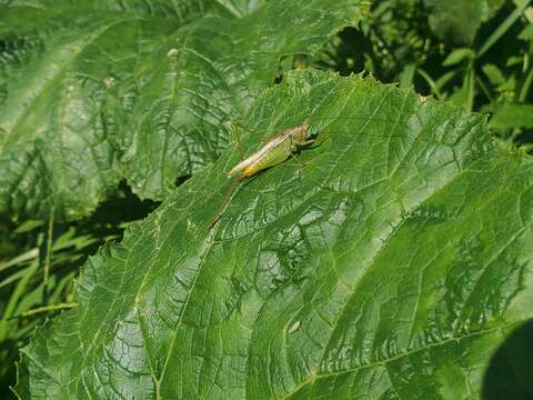 Image of Agile Meadow Katydid