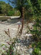 Image of Lysimachia dubia Solander