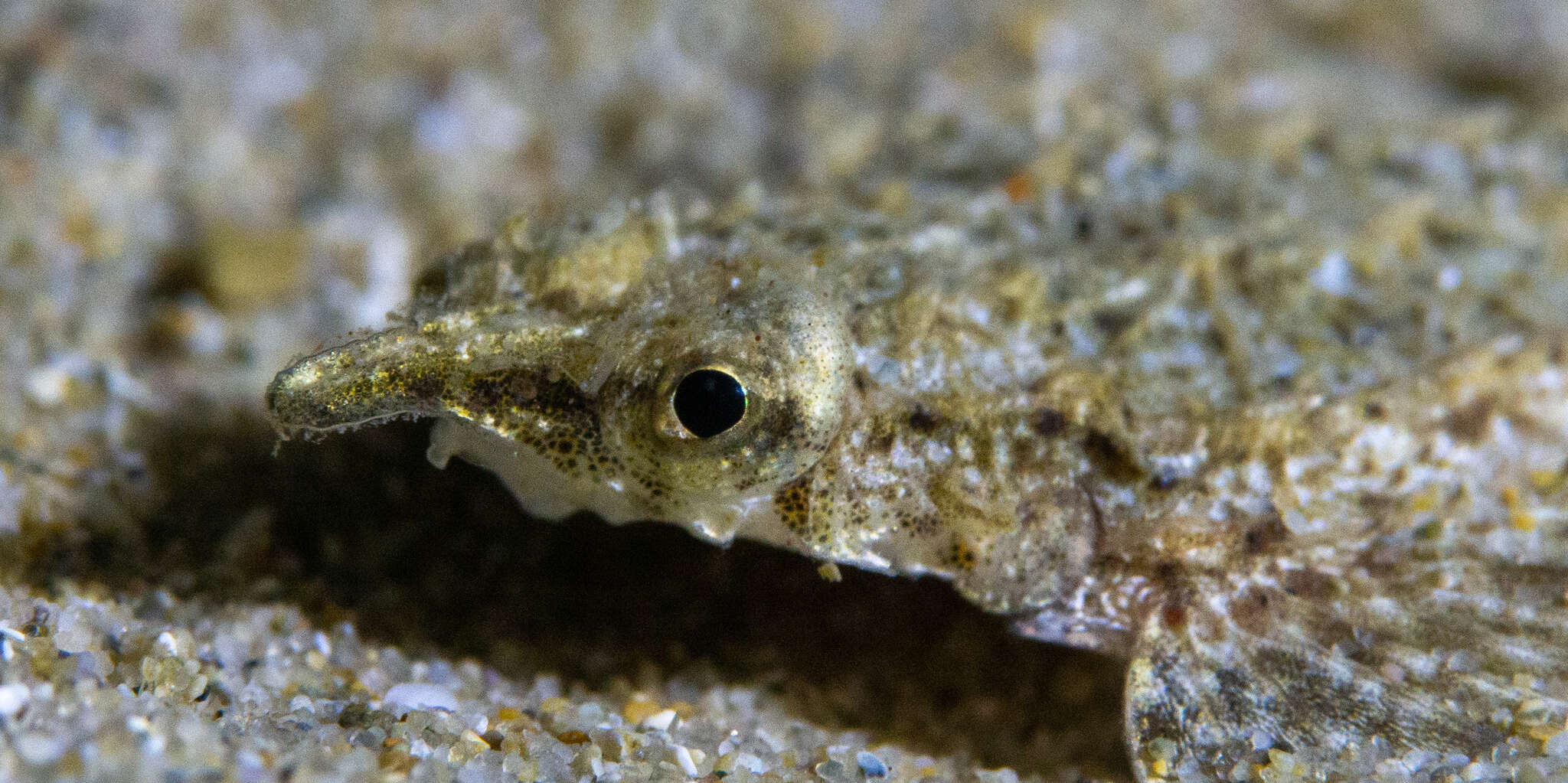 Image of Dragonfish