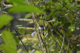 Слика од Platysteira cyanea (Müller & Pls 1776)