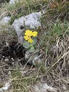 Image of Primula auricula L.