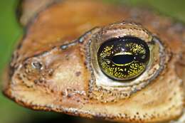 Image of Cuban spotted toad