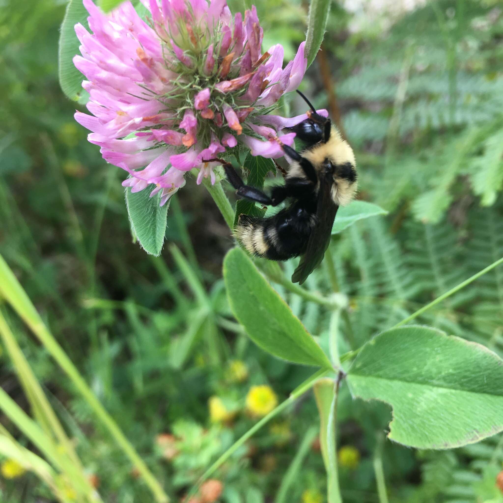 Image de Bombus insularis (Smith 1861)