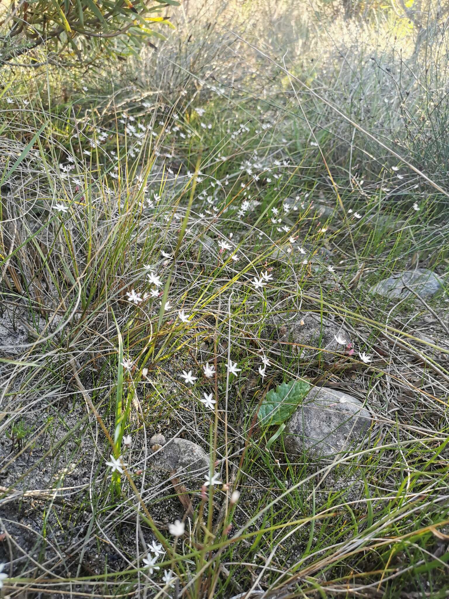 Image of Strumaria tenella subsp. tenella