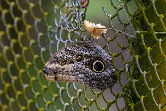 Imagem de Caligo teucer japetus Stichel 1903