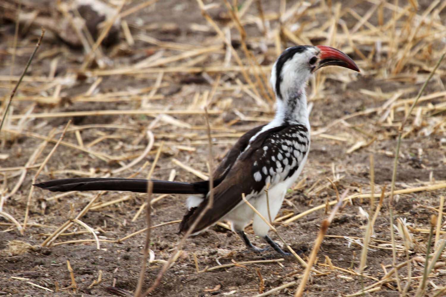 Image of Northern Red-billed Hornbill