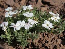 Image of carpet phlox