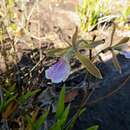 Image of Encyclia xerophytica Pabst