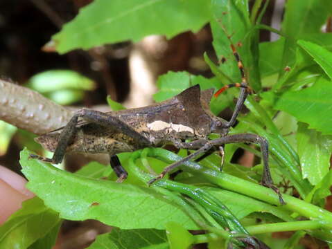 Image of Elasmopoda valga (Linnaeus 1758)