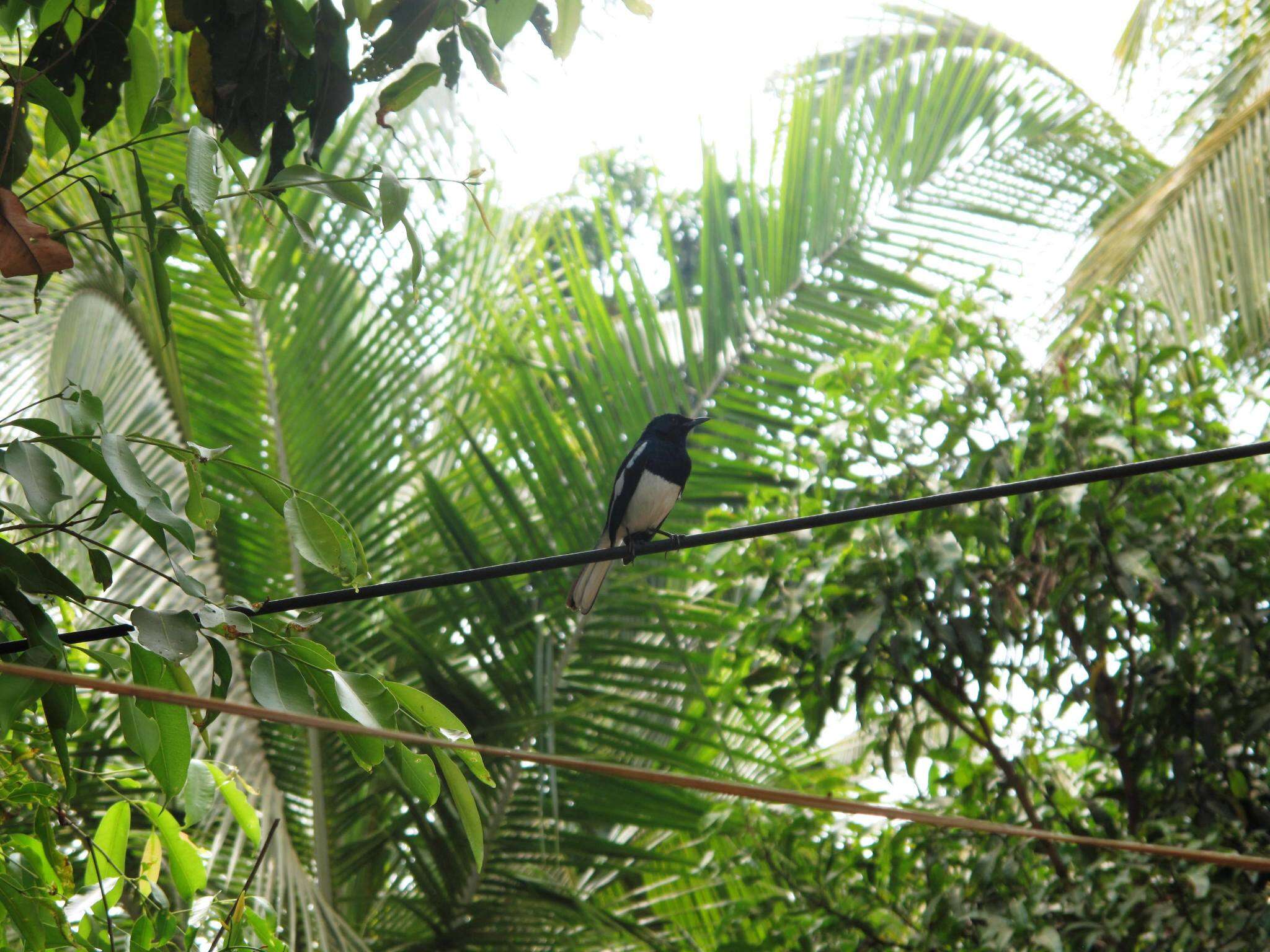 Image of Oriental Magpie Robin