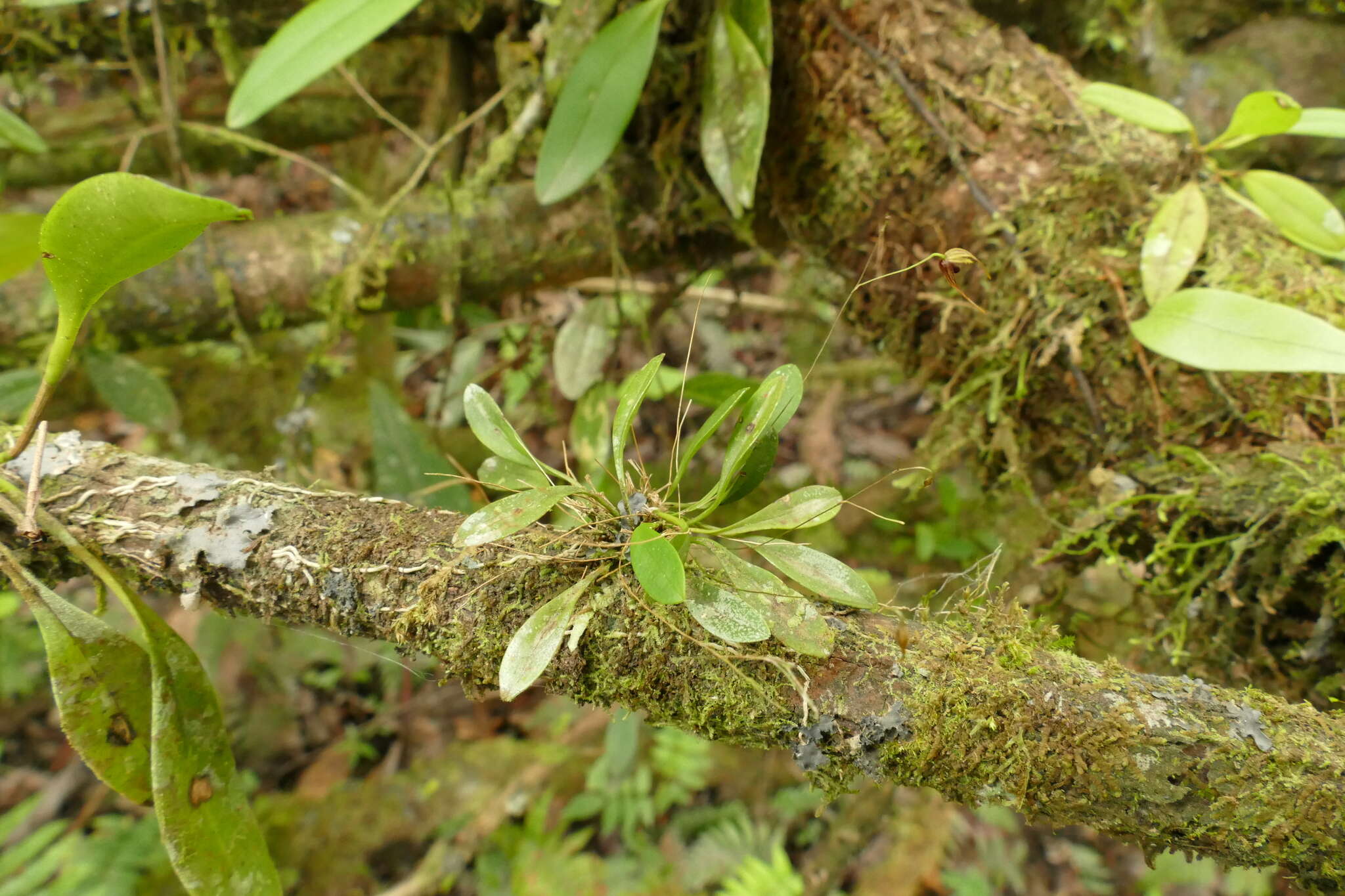 Image of forest bonnet orchid