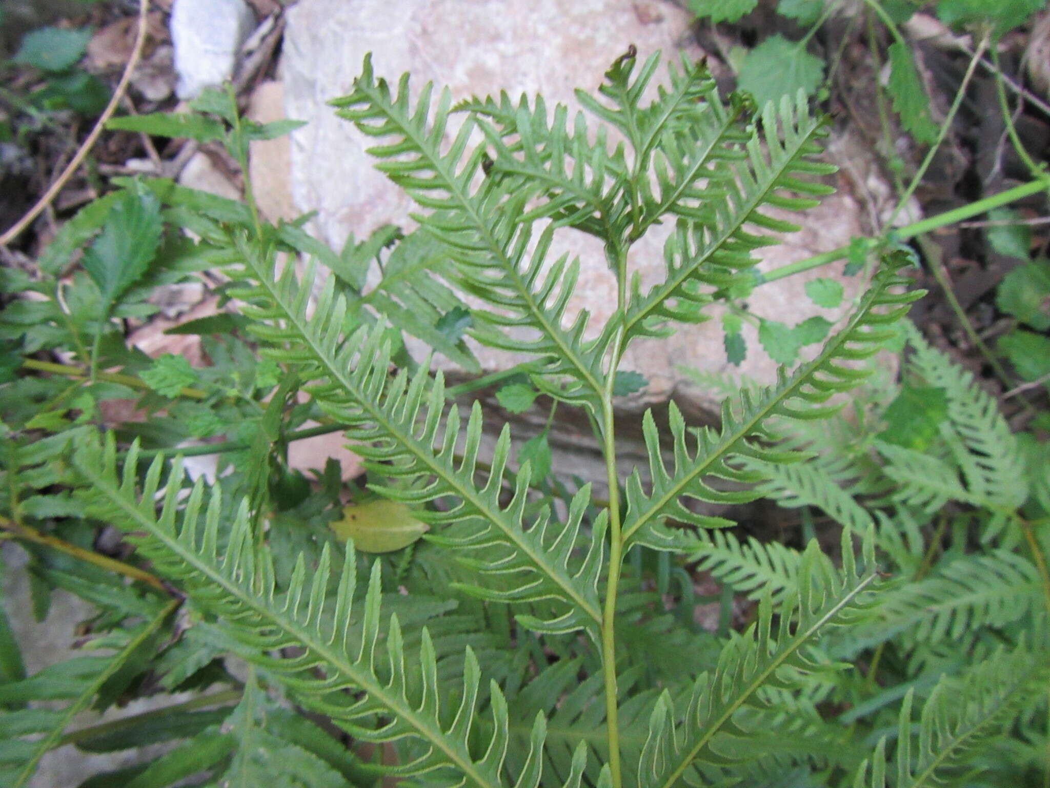 Imagem de Pteris dentata Forsk.