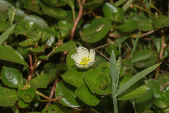 Image of Ludwigia helminthorrhiza (Mart.) Hara