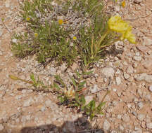 Imagem de Oenothera hartwegii Benth.