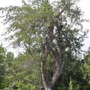 صورة Juniperus saltillensis M. T. Hall