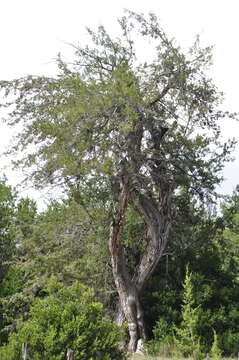 Plancia ëd Juniperus saltillensis M. T. Hall