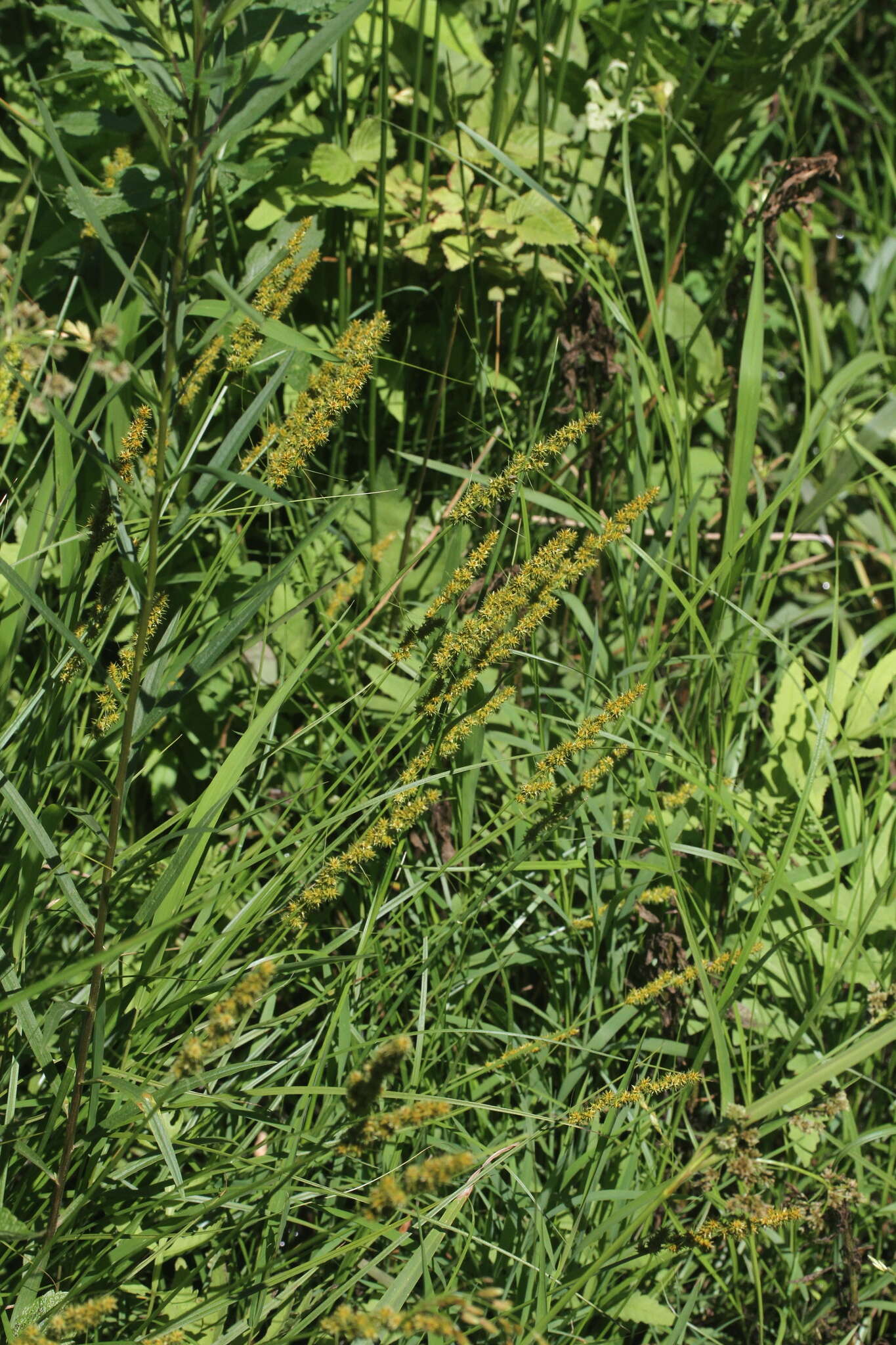 Image of Brown fox sedge