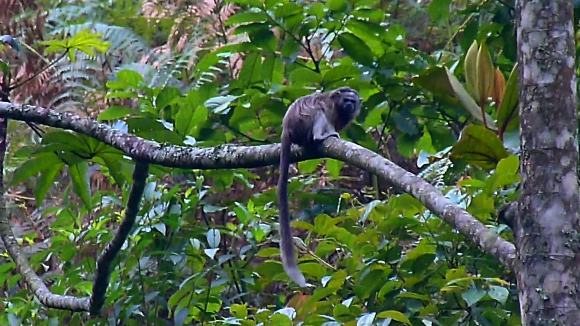 Image of Silvery-brown Bare-face Tamarin