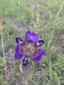 Image of propeller flower