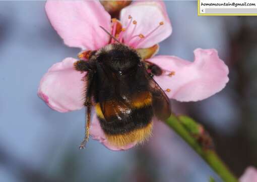 Image of Bombus ganjsuensis Skorikov 1913