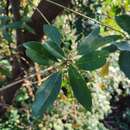 Image of Elaeocarpus pedunculatus Wall.