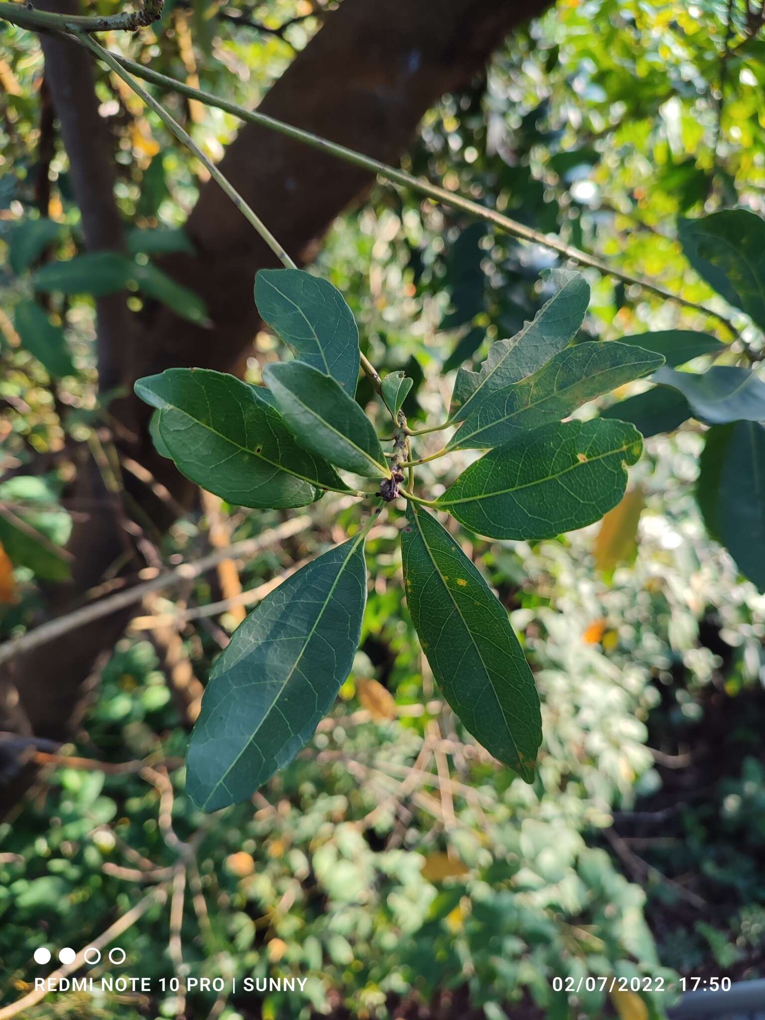 Image of Elaeocarpus pedunculatus Wall.