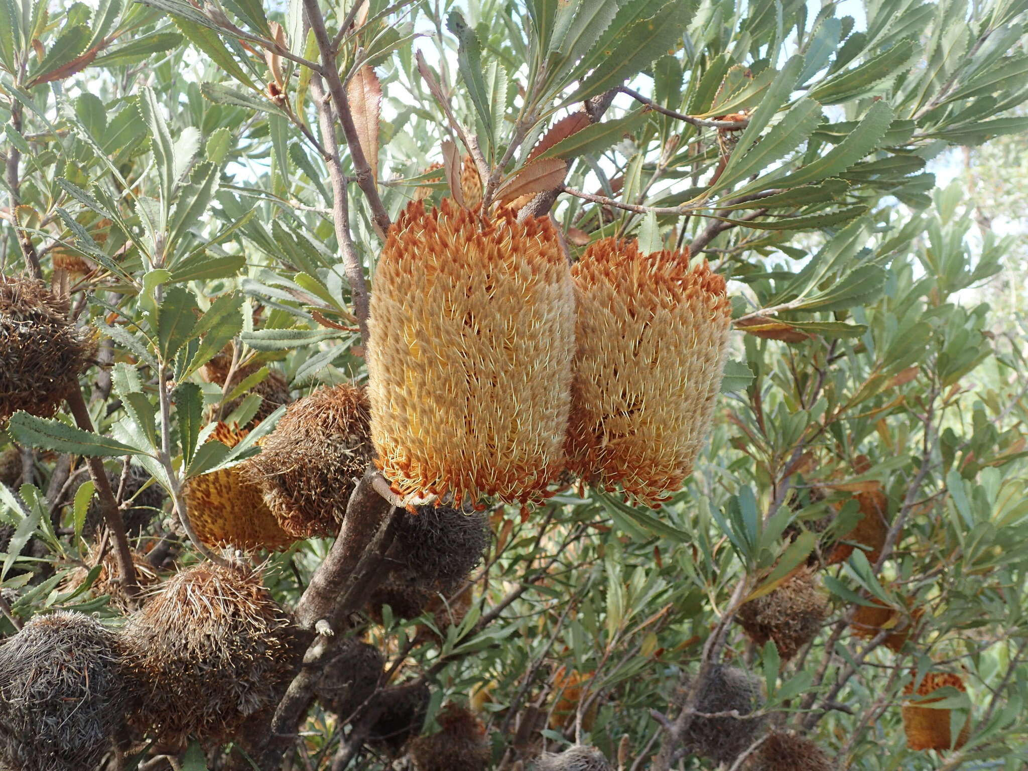 Sivun Banksia ornata F. Müll. ex Meissn. kuva