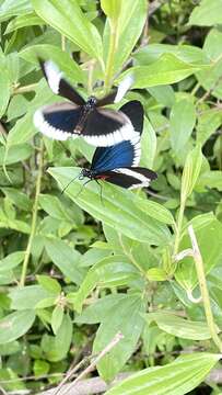 Image of Heliconius sapho Drury 1782