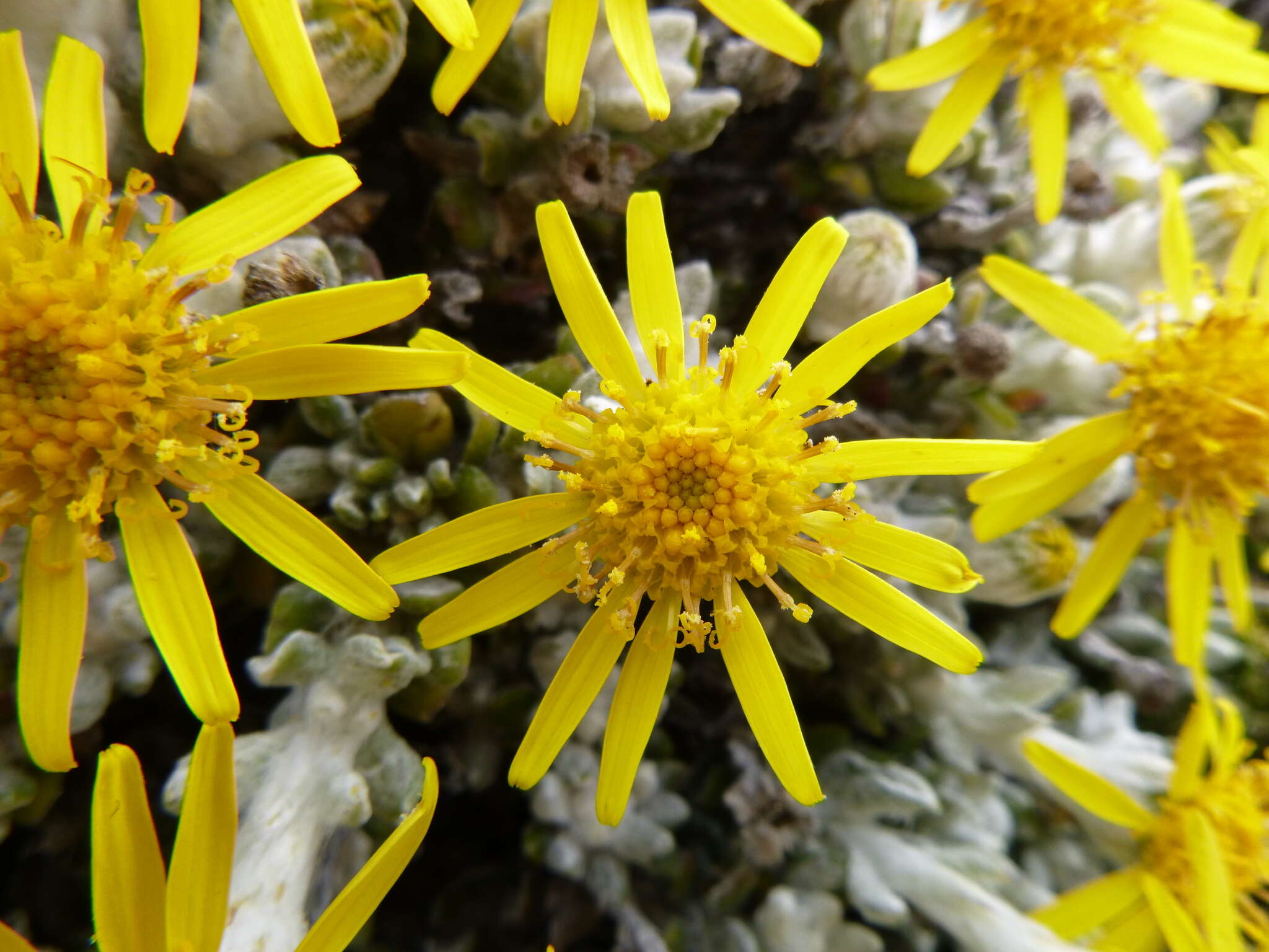 Image of Senecio littoralis Gaud.