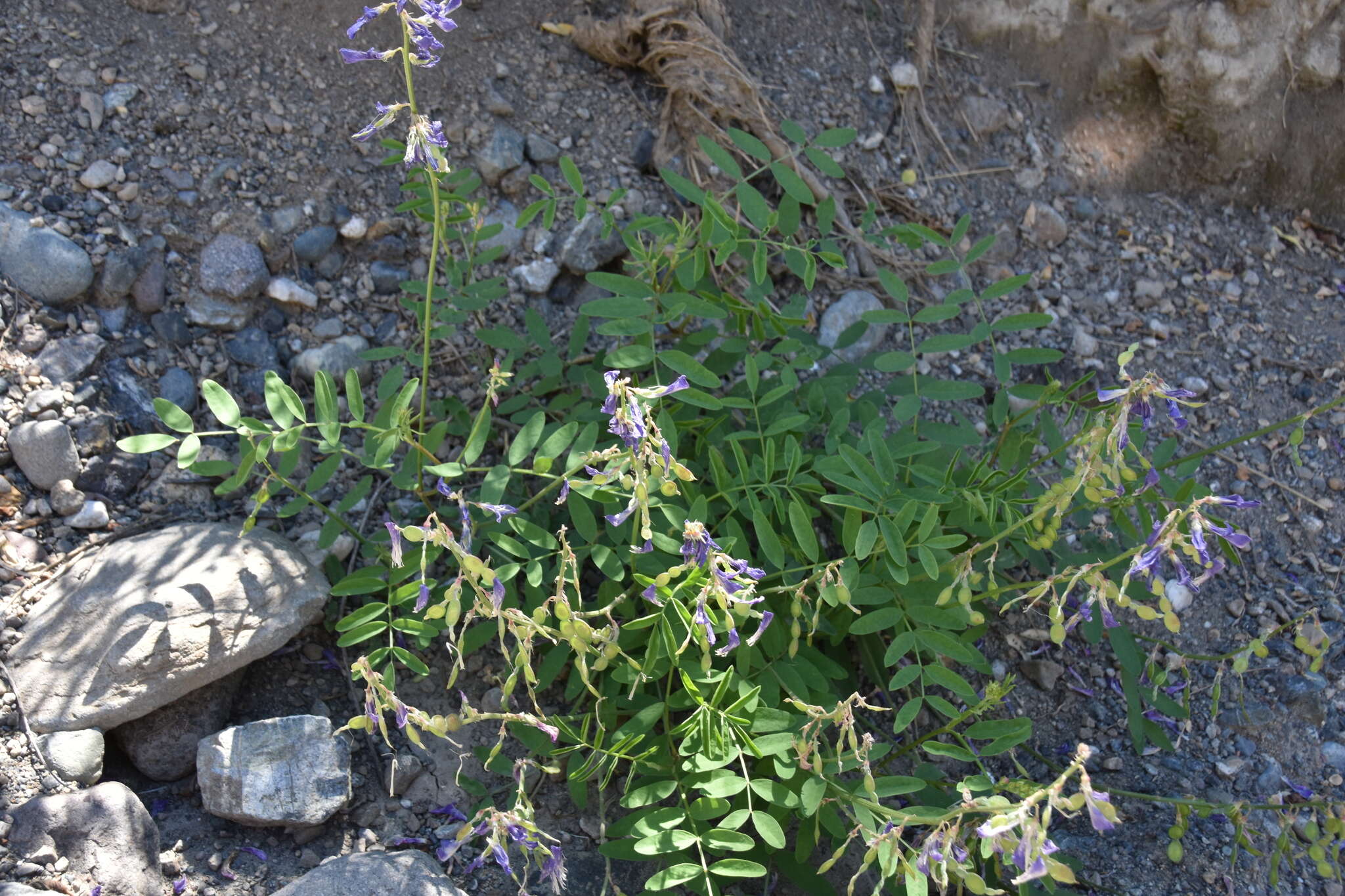 Image of Boreal Sweetvetch