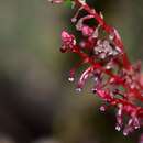 Image de Sciaphila tenella Blume