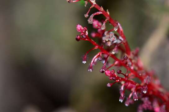 Image of Sciaphila tenella Blume