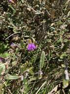 Image of Alpine Hovea