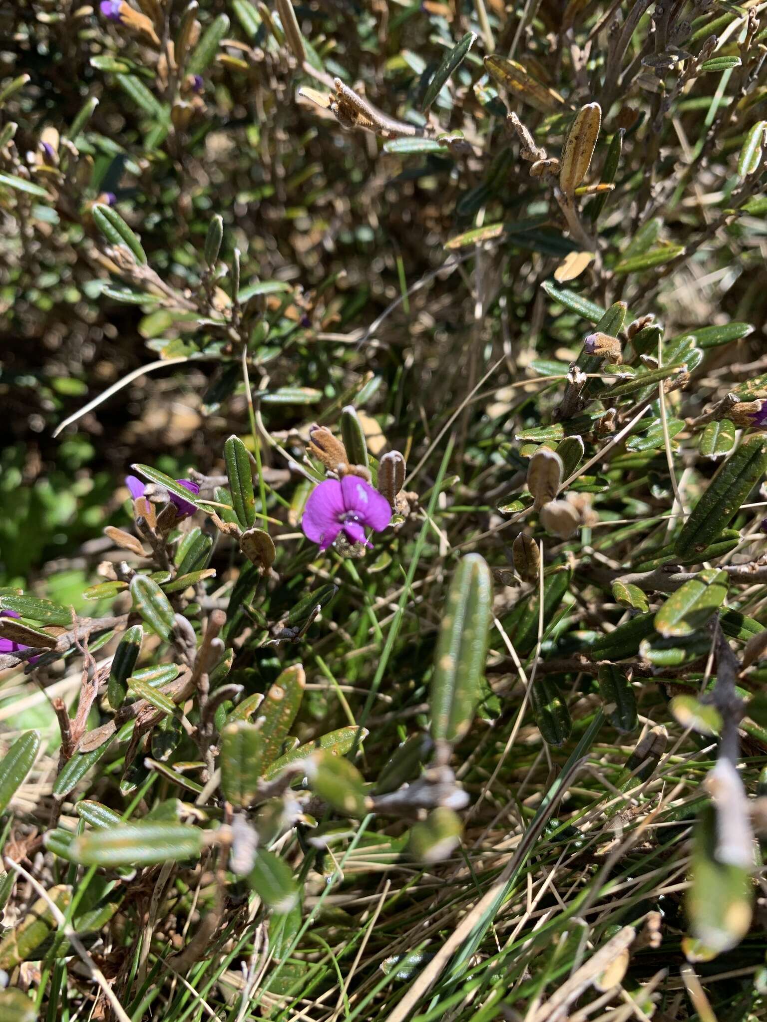 Image of Alpine Hovea