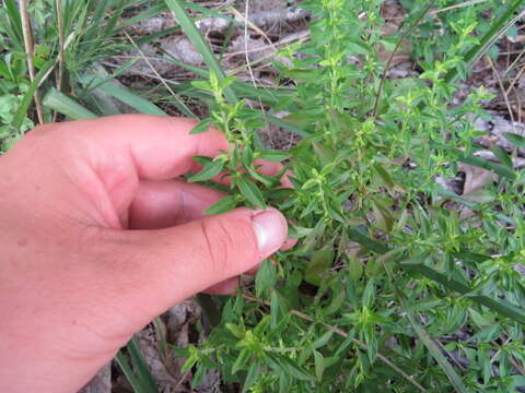 Image of American false pennyroyal