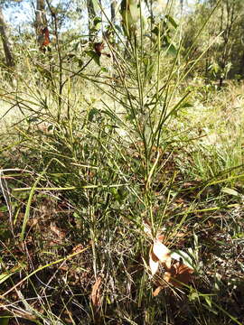 Image of Cycad