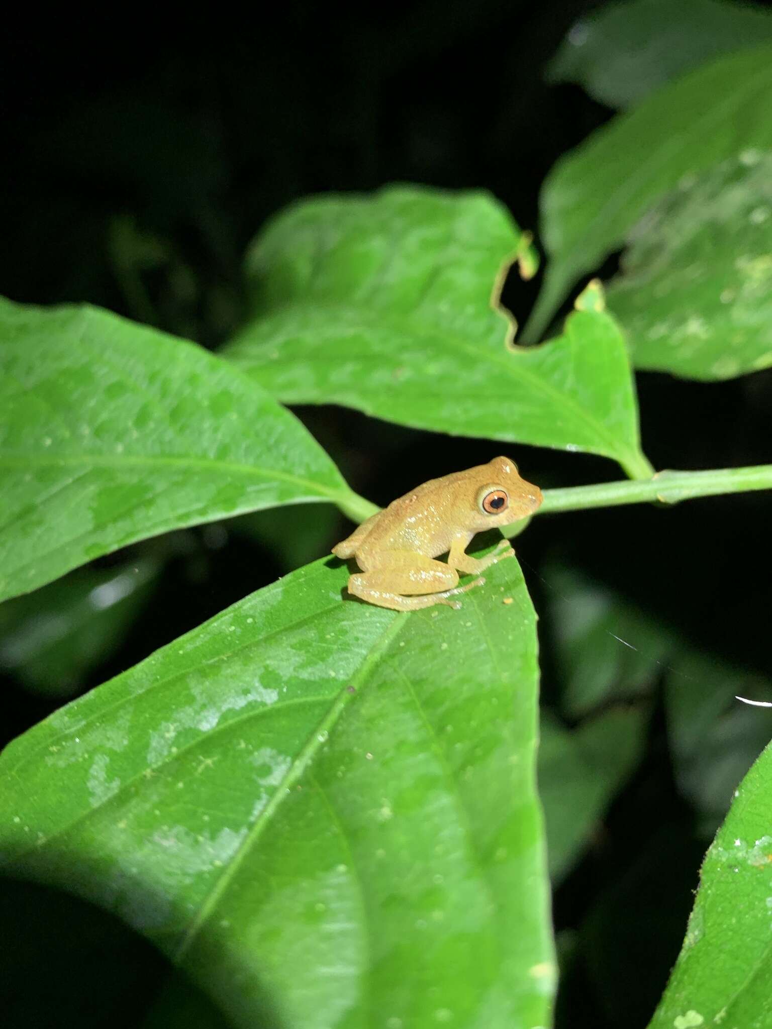 Image de Pristimantis quaquaversus (Lynch 1974)