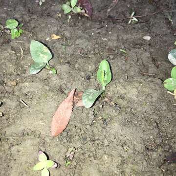 Image of Long-Stem Adder's-Tongue