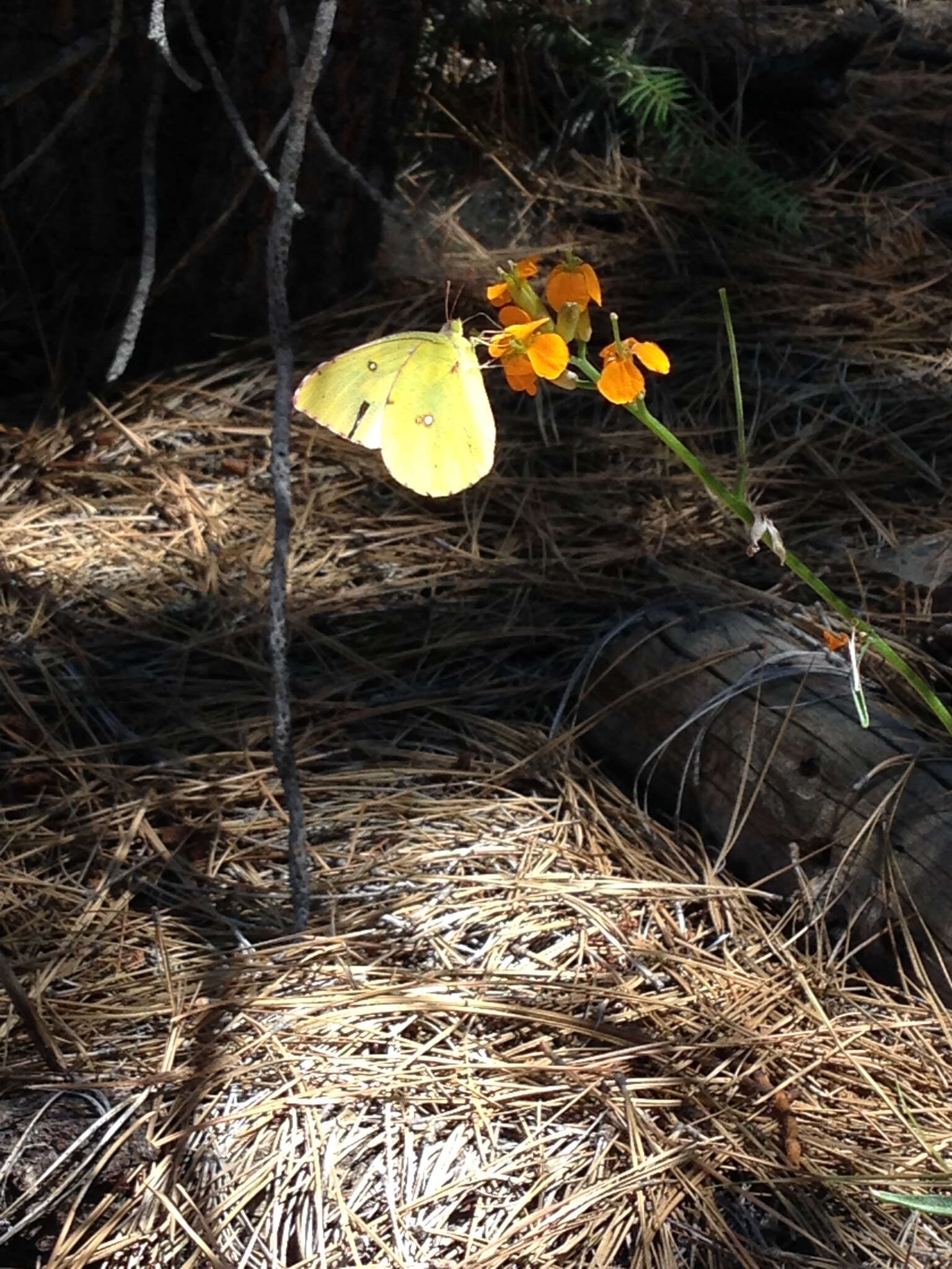 Image de Papillon de Californie