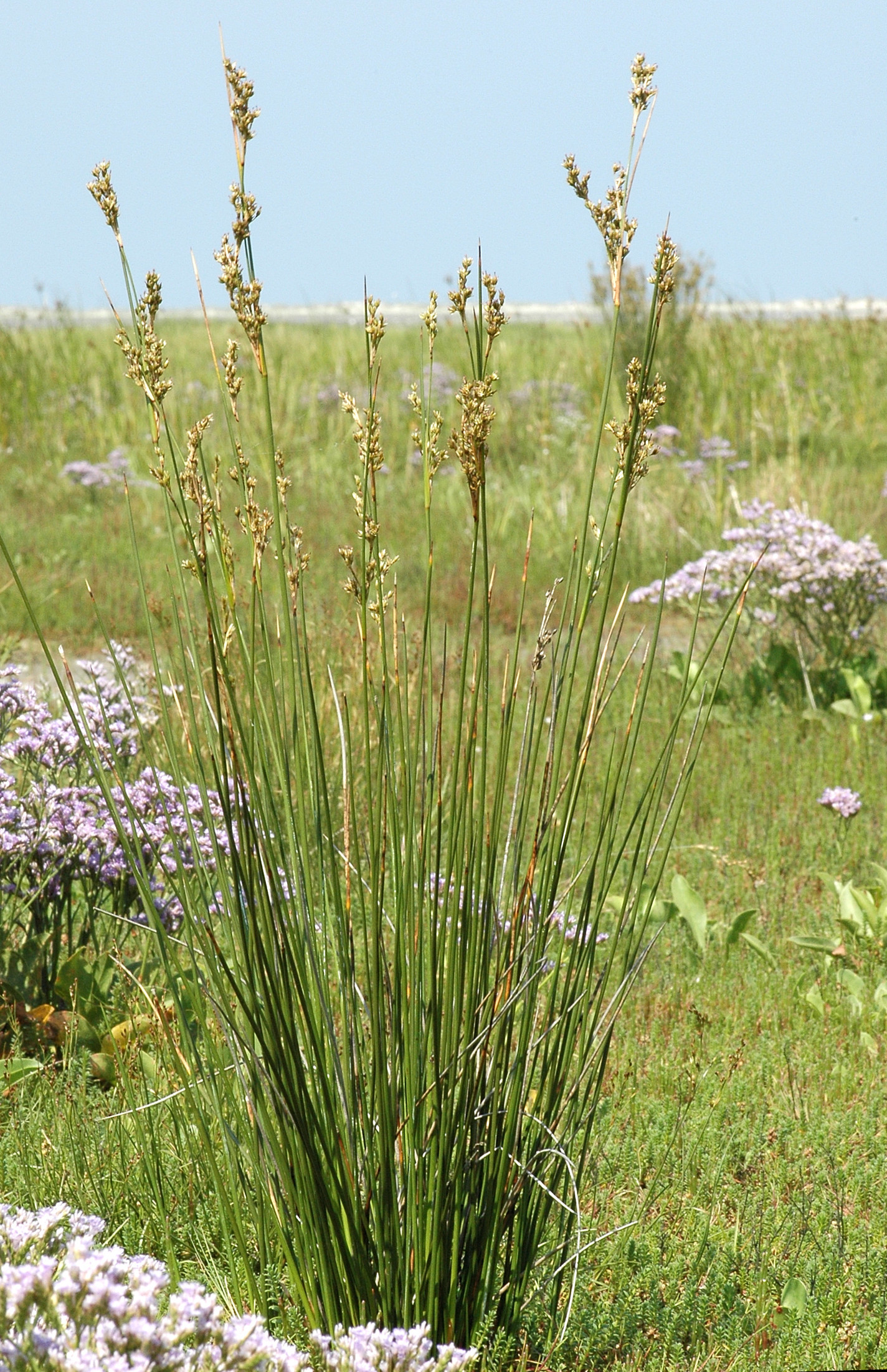 Juncus maritimus (rights holder: Bas Kers (NL))