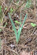 Image of Ornithogalum ponticum Zahar.