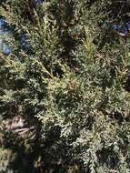 Juniperus deppeana var. zacatecensis Martínez resmi