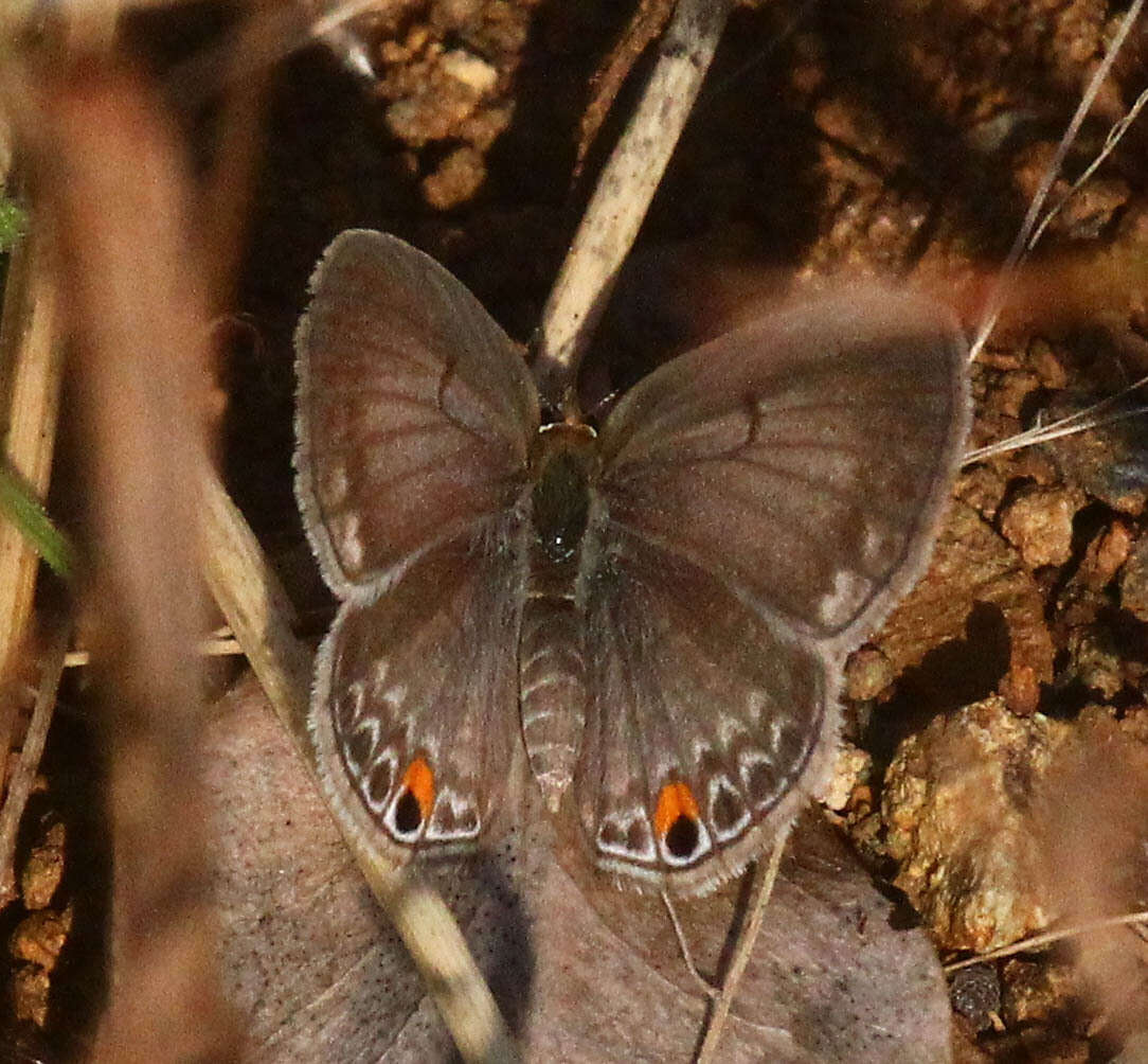 صورة Euchrysops malathana (Boisduval 1833)