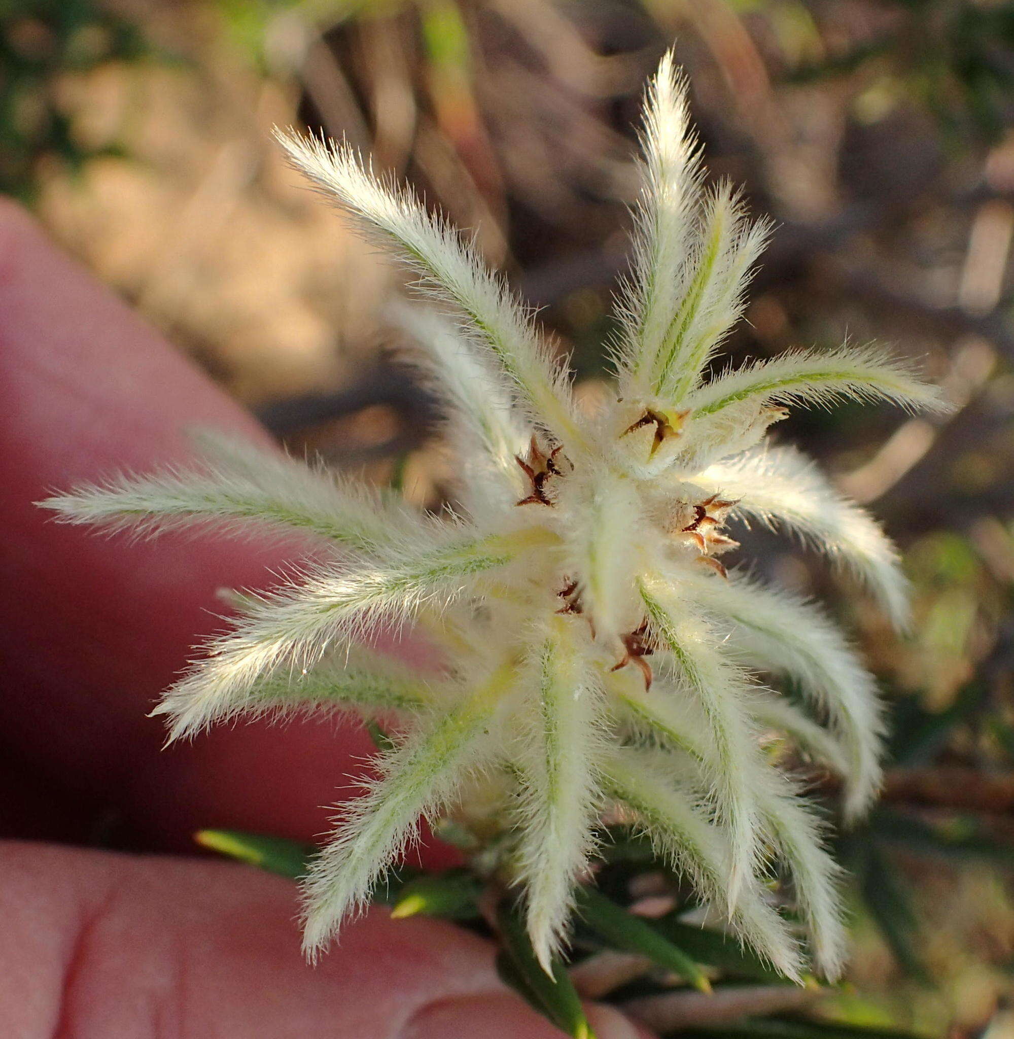 Imagem de Phylica pubescens var. pubescens