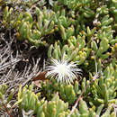 Image of Mesembryanthemum rhizophorum Klak