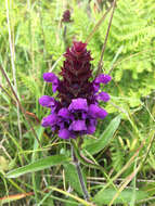 صورة Prunella vulgaris subsp. lanceolata (W. P. C. Barton) Piper & Beattie