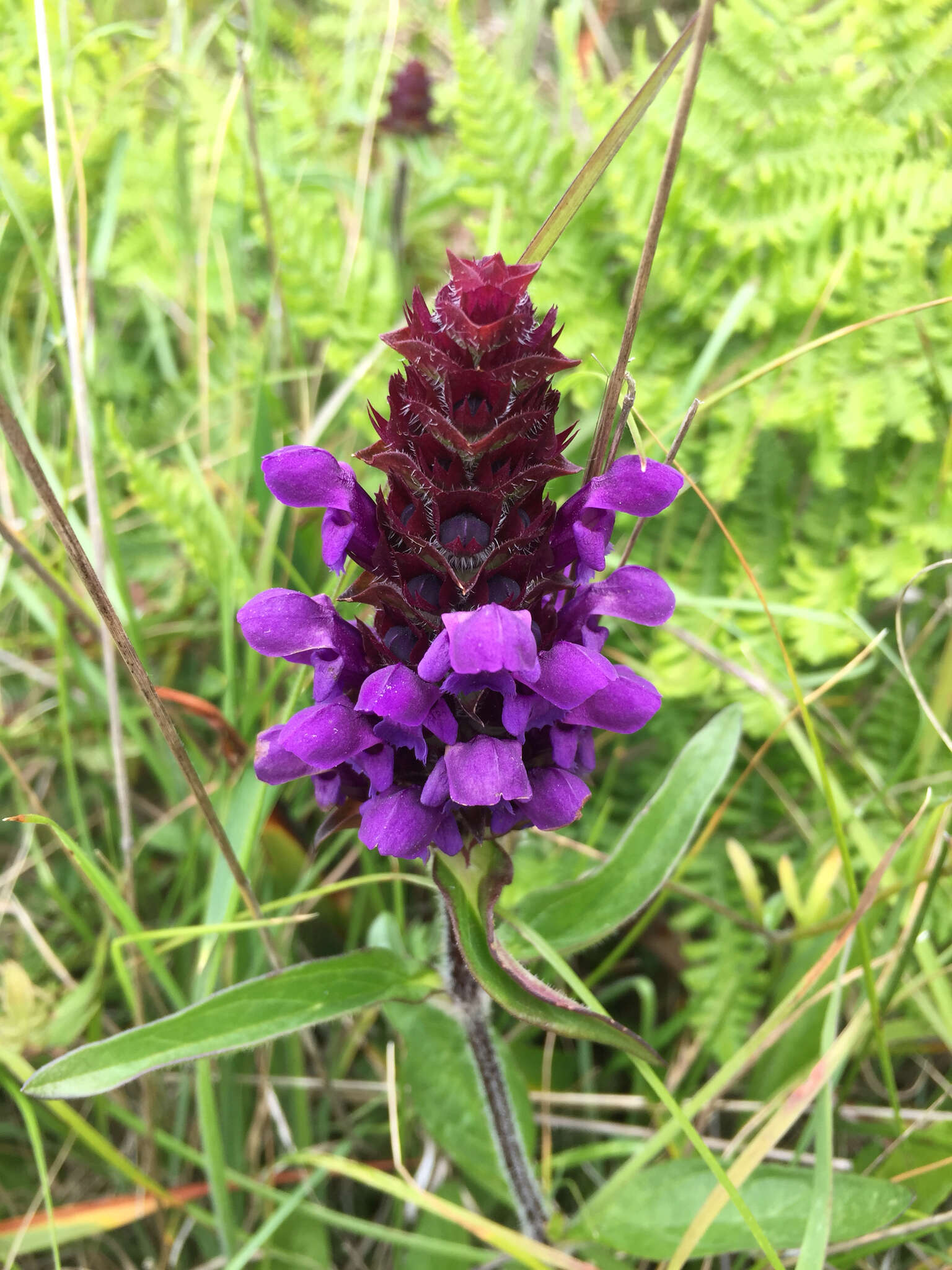 صورة Prunella vulgaris subsp. lanceolata (W. P. C. Barton) Piper & Beattie