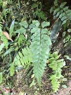 Image of Asplenium cuneatiforme Christ