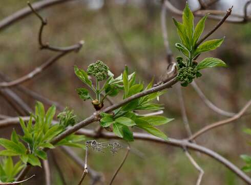 Imagem de Sambucus racemosa subsp. kamtschatica (E. Wolf) Hultén