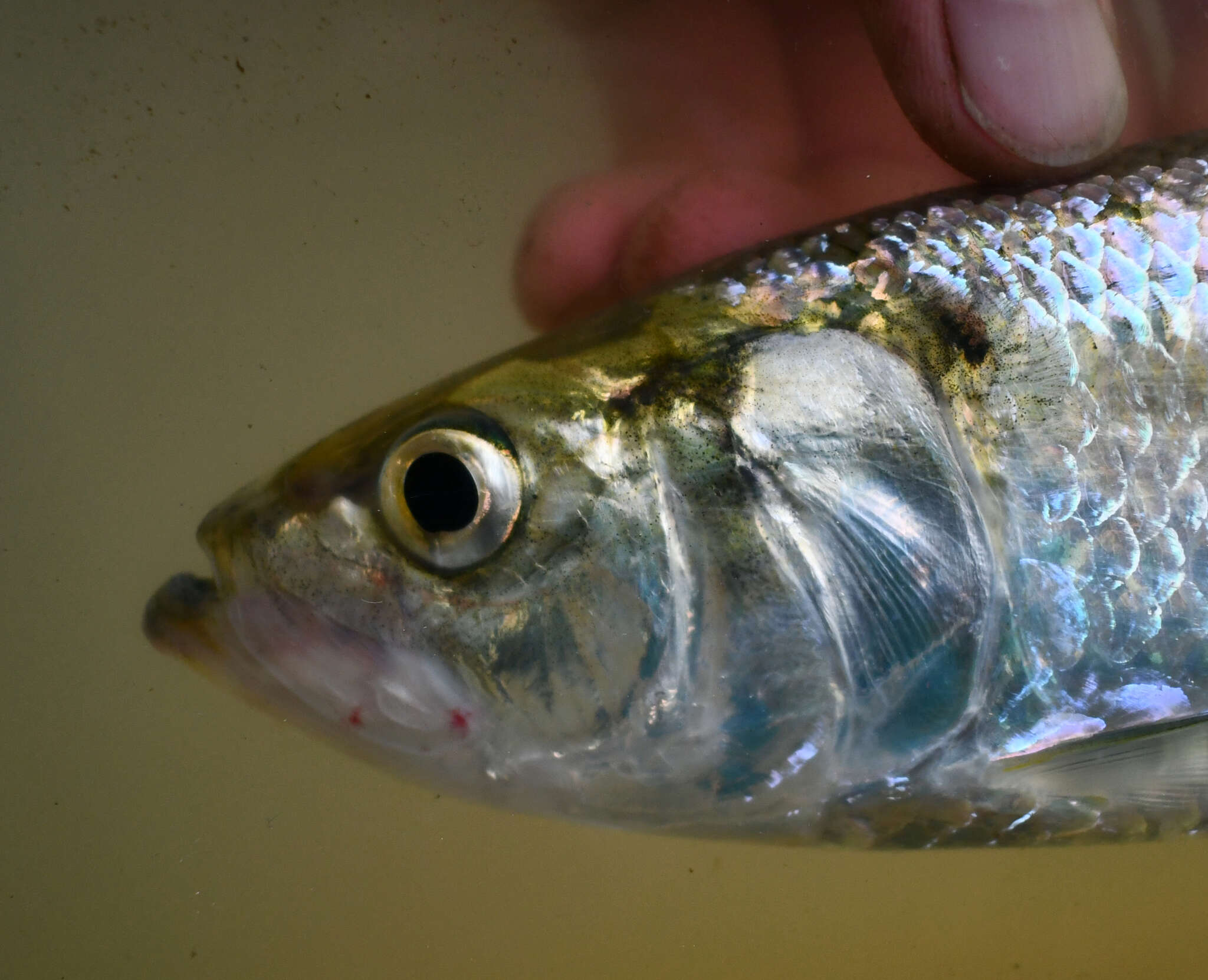 Image of Skipjack Herring